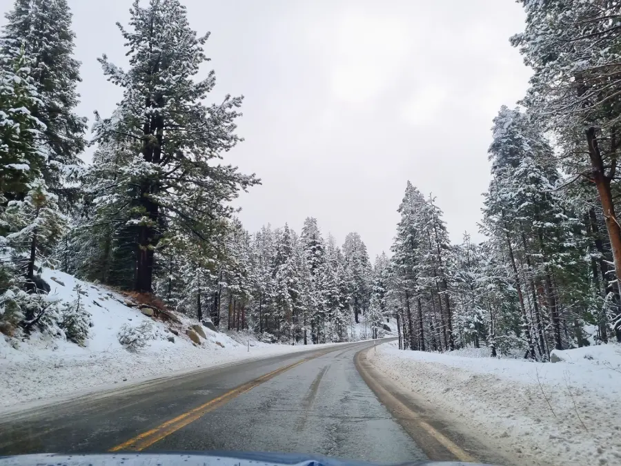 Ruta con paisajes nevados de pinos y montañas