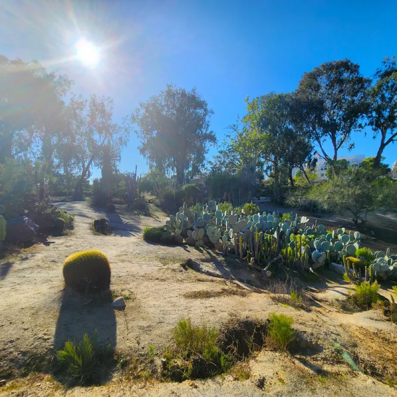 14_ parques_sandiego Jardín de plantas autóctonas (mayormentes cactus) en Point Loma Native Plant Garden, San Diego