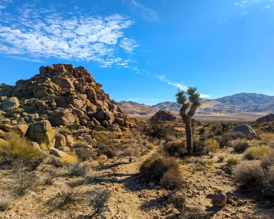 16_lunademiel_joshuatree Paisaje de Joshua Tree, Califnornia entre colinas de roca y montañas al fondo. Uno de los lugares más originales para ir de luna de miel a Estados Unidos