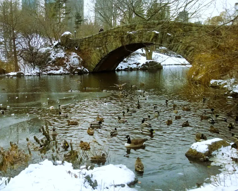 16_nyinvierno Central Park nevado
