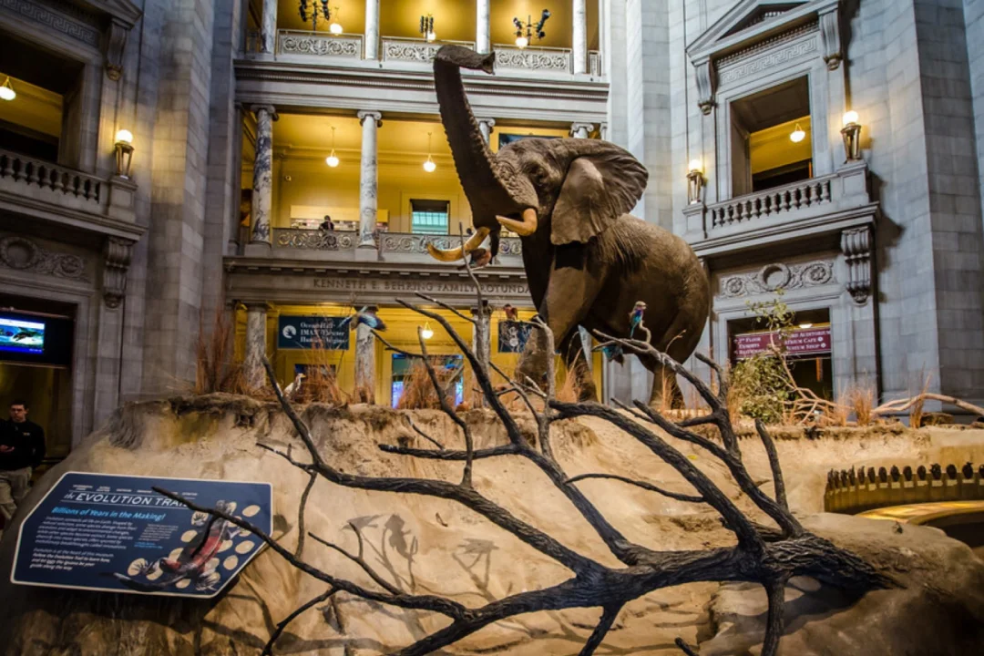 Hall de entrada Museo de Historia Natural de Washington DC