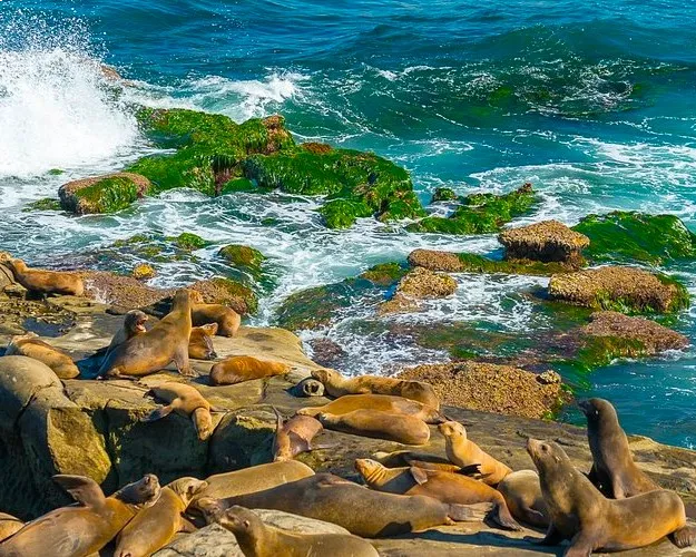 21_parques_sandiego Focas sobre una roca con olas rompientes cerca en La Jolla Cove, San Diego