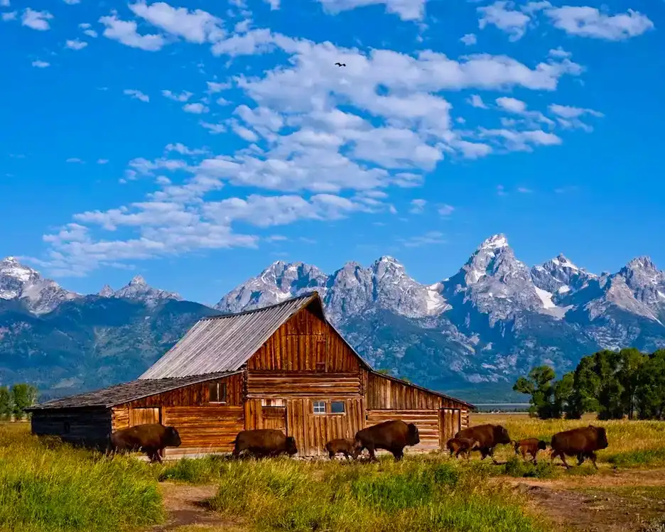 9_lunademiel_grandteton Típico paisaje de Grand Teton, National Park con un antiguo granero de madera y búfalos pasando por delante. Al fondo se ven las altas montañas con los picos nevados y el cielo azul.